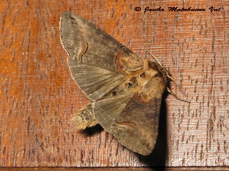 Abrostola triplasia - Noctuidae